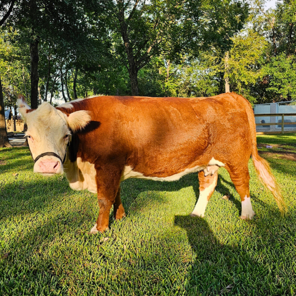BlueBell the cow at homesteady assisted living