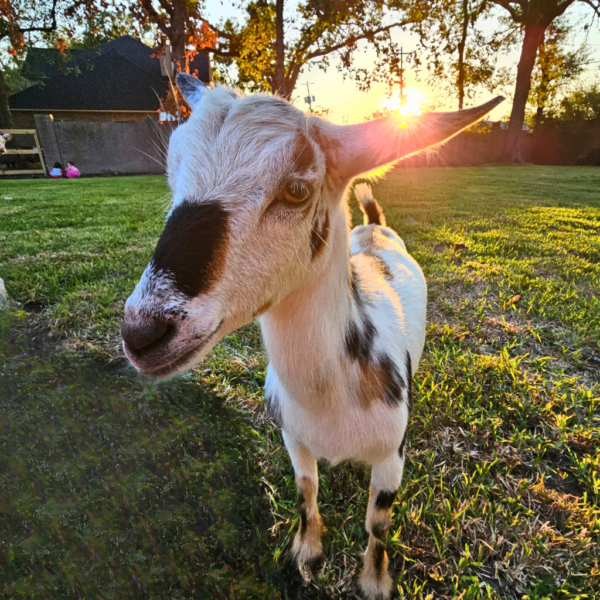 Suki the momma goat at homesteady assisted living
