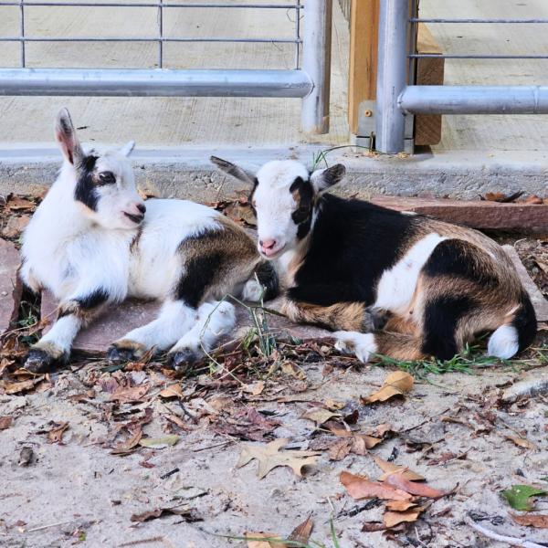 Cinnamon and Sugar goats at homesteady assisted living